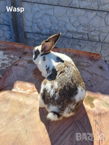 Продавам зайци, снимка 10 - Чинчили - 53402718