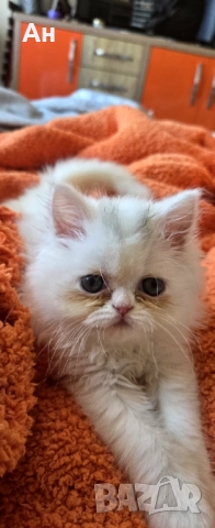 Персийско котенце