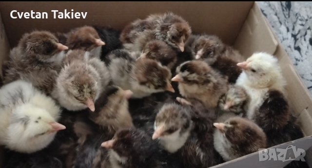 Катунски пилета три цвята, снимка 3 - Кокошки и пуйки - 39973488