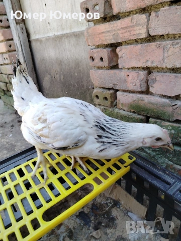 Продавам Млади Ярки! , снимка 2 - Кокошки и пуйки - 53744852