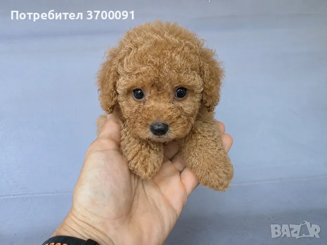 пуделче/ мини пудели, снимка 3 - Пудели - 55781258