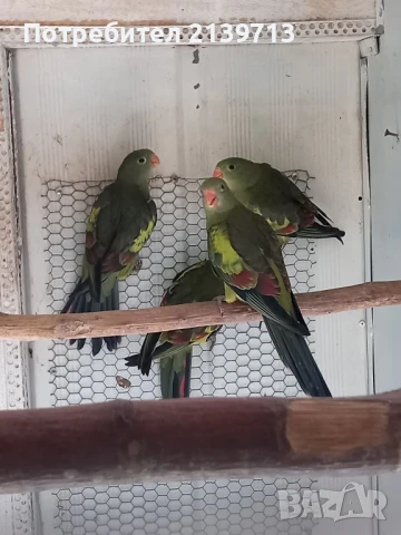 Продавам млади Планински папагали , снимка 2 - Папагали - 50833100