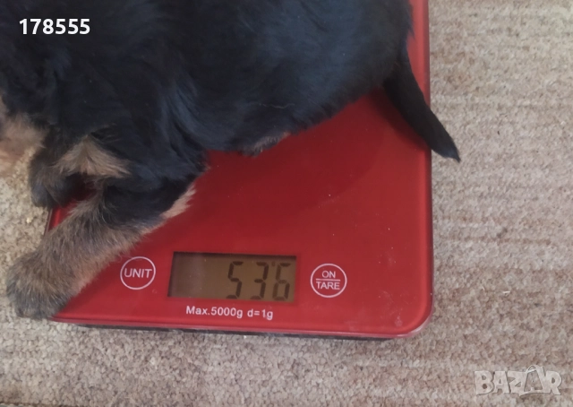 Мини  йоркширски териер!!, снимка 6 - Йоркширски териер - 52788877