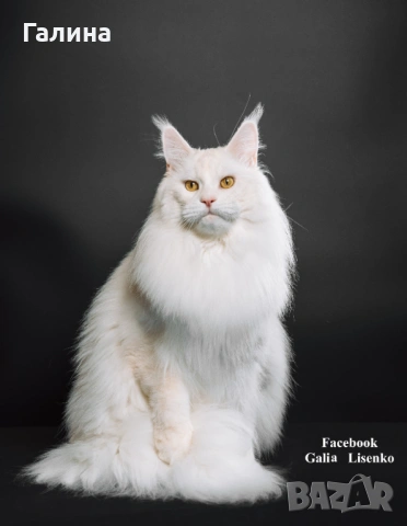 Котенце Мейн Кун, снимка 7 - Мейн кун - 26713468