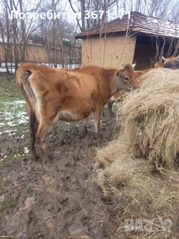 Крава Жарсе , снимка 3 - Крави - 53583667