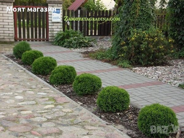 Туя Голд Даника Tuja Danica Gold, снимка 4 - Градински цветя и растения - 53650029