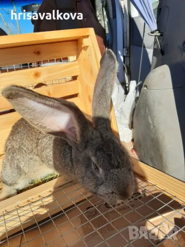 Белгийски великани