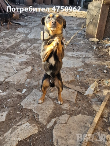 Пинчери, снимка 6 - Пинчер - 53757094