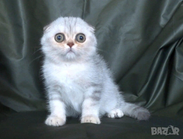 Чинчила - клепоухо късокосместо, снимка 3 - Британска късокосместа - 52373949