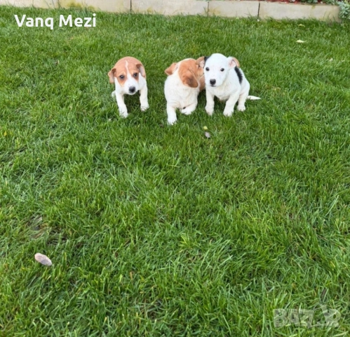 мини Джак Ръсели, снимка 3 - Джак ръсел териер - 52791913