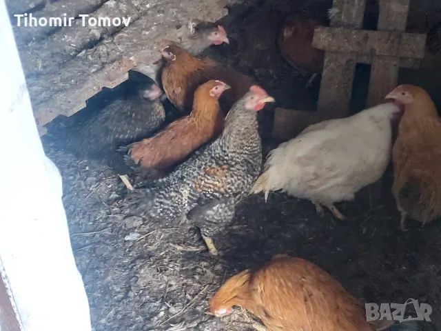 продавам ярки пилета петли пуйчета неми патици , снимка 1