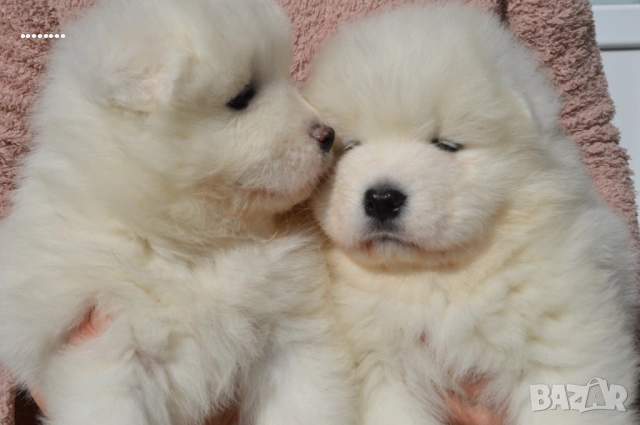 Самоед бебета, снимка 8 - Самоед - 51998559