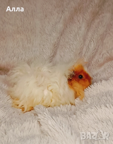 Соски свинчета альпако. С дълга къдрава коса. , снимка 6 - Морски свинчета - 52861716