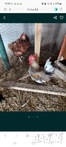 Свободни Млади Петлета от породата ШАБО,люпени са май месец , снимка 9 - Кокошки и пуйки - 48833004