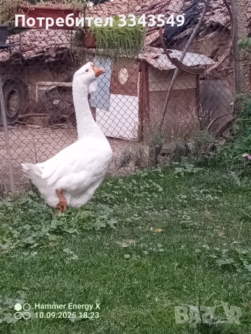 Чифт холмогорски гъсок , снимка 4 - Патици и гъски - 51671377