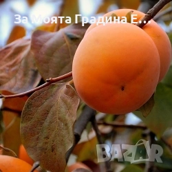 Райска ябълка - Фую, снимка 2 - Градински цветя и растения - 53619430