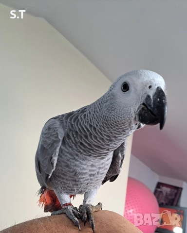 Папагал кралско жако