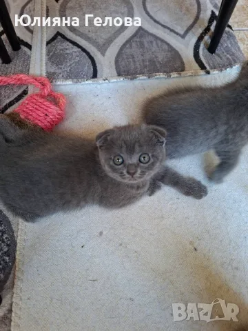 Шотландска клепоуха котка, снимка 3 - Други - 55953270