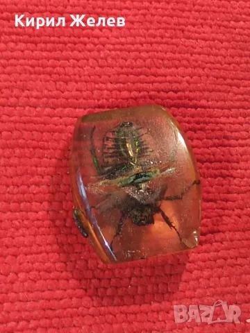 ИСТИНСКИ МАЙСКИ БРЪМБАР ПРЕПАРИРАН в БЛОКЧЕ СМОЛА - За КОЛЕКЦИЯ 34556, снимка 7 - Колекции - 39075637