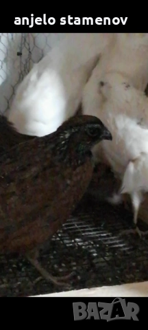 Вирджински масков пъдпъдък , снимка 6 - други­ - 52924055