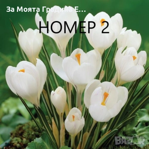 Минзухари , снимка 2 - Сортови семена и луковици - 53623471