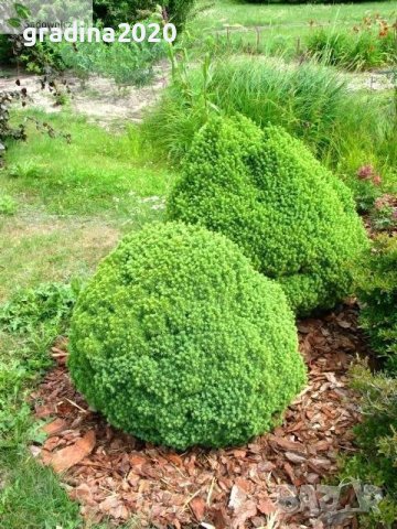 Смърч Алберта Глобе/ Picea glauca var. albertiana 'Alberta Globe'