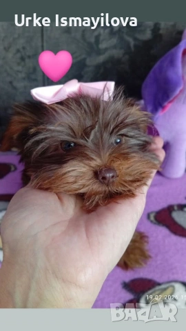 Мини йоркширски териер , снимка 2 - Йоркширски териер - 53601867