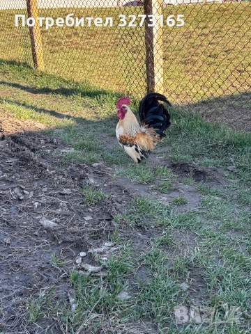 Декоративно петле , снимка 2 - Кокошки и пуйки - 53753287