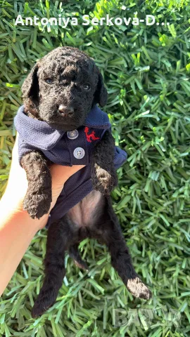 Poodle toy/Пудел Той
