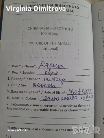 Две мини пинчерчета, снимка 5 - Пинчер - 53389093