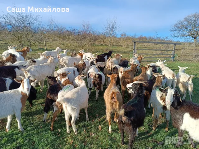 Продавам стадо кози 54 броя