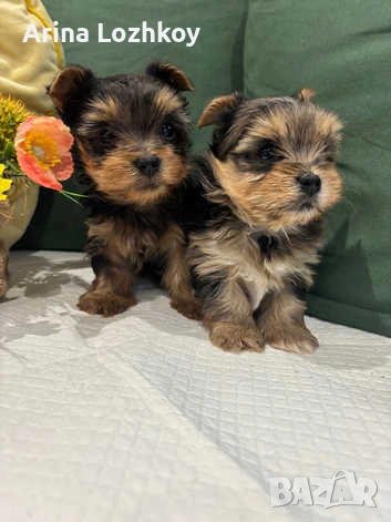 Миниатюрни кученца йоркширски териер.