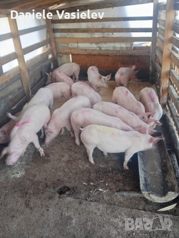 Продавам малки прасета , снимка 3 - Прасета - 53664468