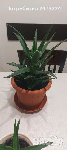Алоета различни големини , снимка 5 - Стайни растения - 51935522