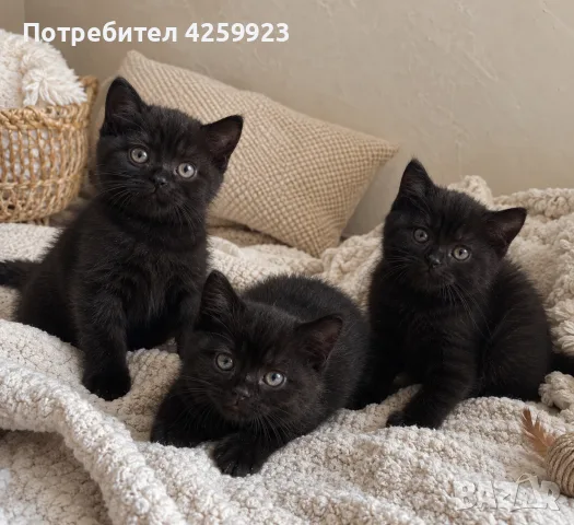     Чистокръвни британски котенца с шампионски произход 🖤, снимка 2 - Британска късокосместа - 56135812