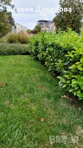 Лавровишня , снимка 13 - Градински цветя и растения - 51968758