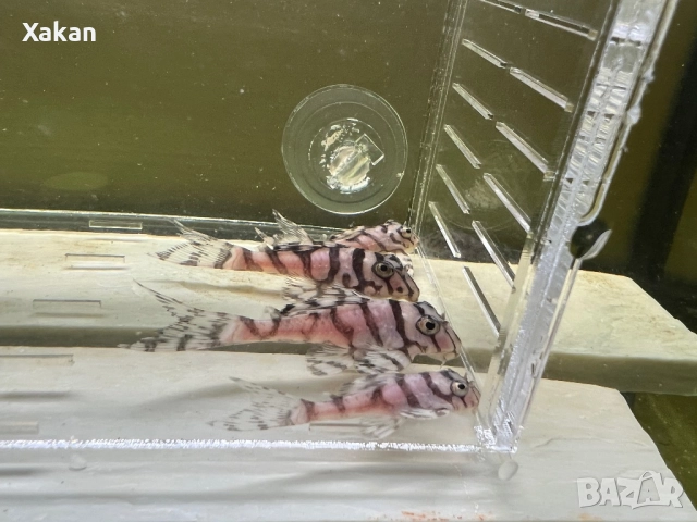 L 236 SW и SY 4.5-5.5см