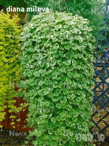 Глехома, студоустойчива лиана, снимка 1