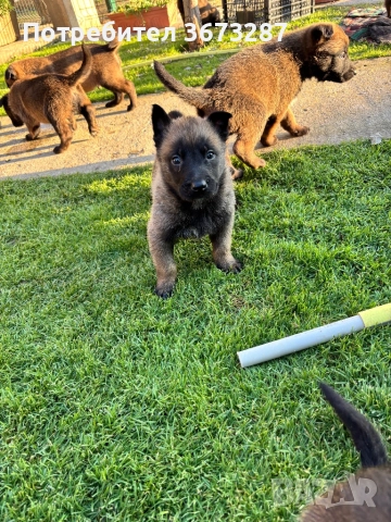 Белгийска овчарка малиноа, снимка 4 - Белгийска овчарка - 52822015