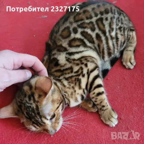 Бенгалска котка, снимка 10 - Бенгалски - 25815287