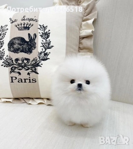 Мини померан, снимка 5 - Померан - 53485884