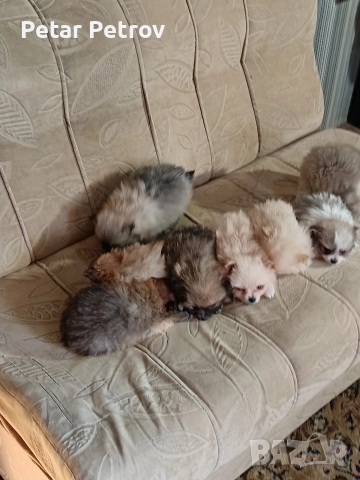 Шпиц мини , снимка 12 - Шпиц - 52812758