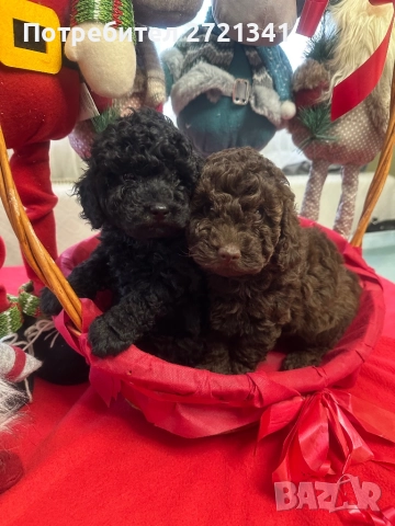 Мини пуделчета, снимка 4 - Пудели - 52762580