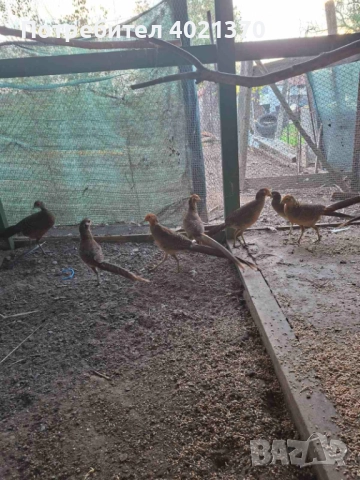 Фазани , снимка 5 - други­ - 52324349