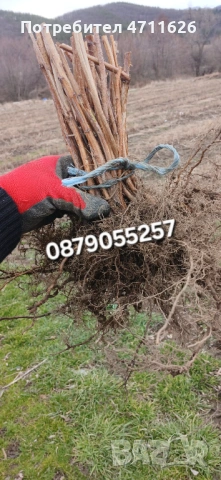 Разсад ягоди целогодишни , снимка 8 - Разсади - 53613985