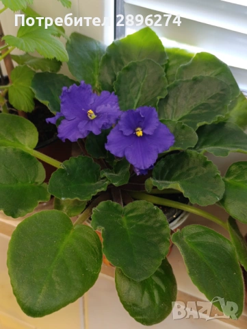  Дифенбахия, Сентполия, снимка 12 - Стайни растения - 46264327