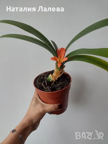 Кливия- оранжева, clivia, снимка 4 - Стайни растения - 56304535