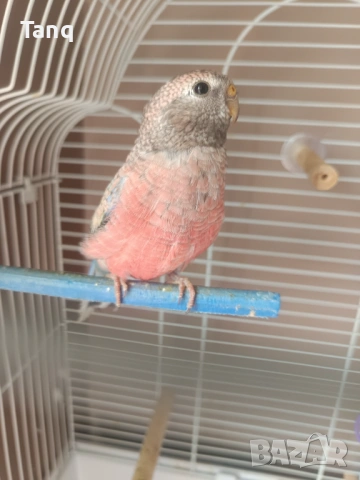 Буркова неофема , снимка 2 - Папагали - 53692104