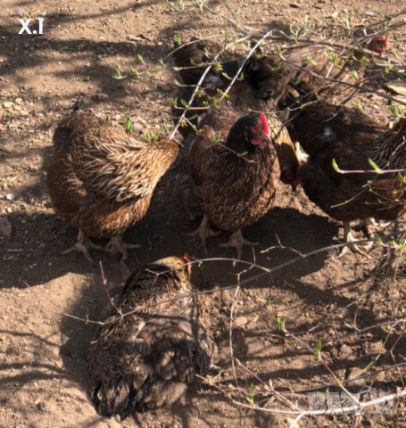 Катунски пилета и кокошки , снимка 4 - Кокошки и пуйки - 41230194