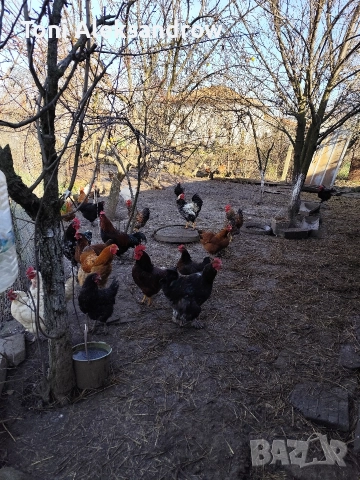 Младите домашни петлета, снимка 3 - Кокошки и пуйки - 52816448